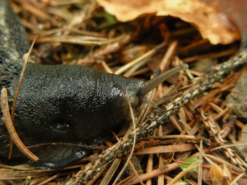 Limax graciadeii da Montagnaga (TN)