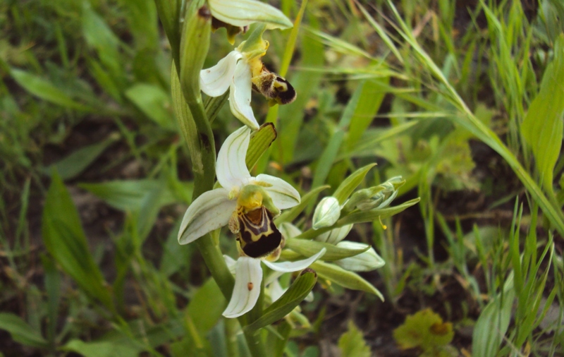 la mia prima Ophrys! (o almeno credo...)