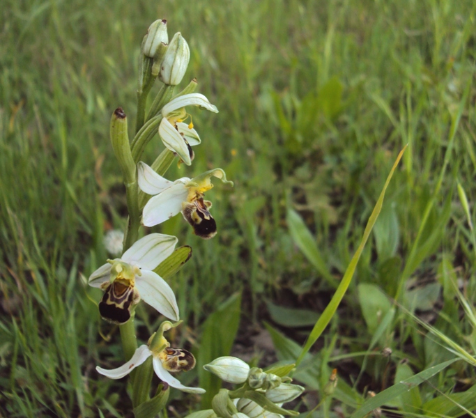 la mia prima Ophrys! (o almeno credo...)