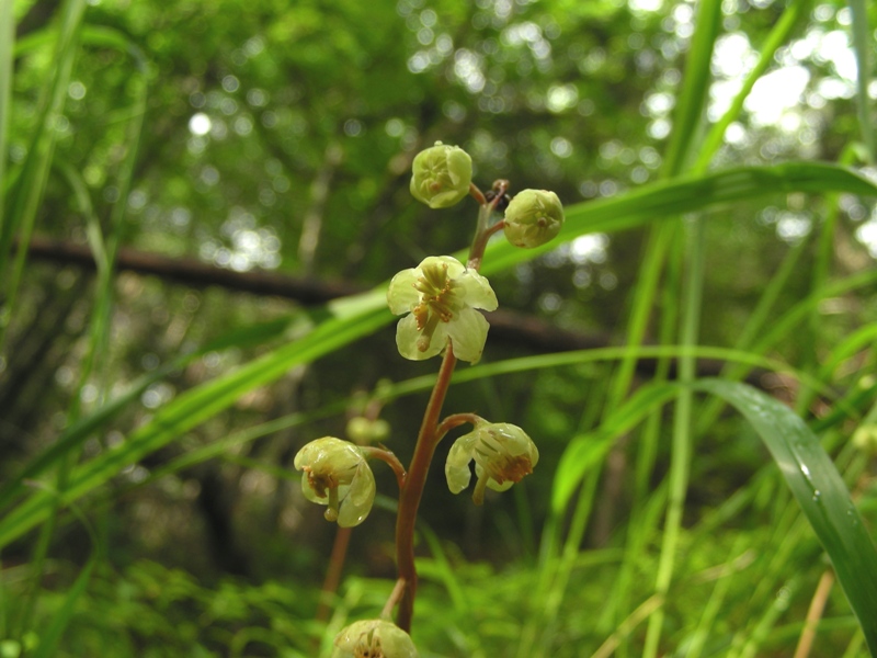 Pyrola chlorantha / Piroletta verdastra