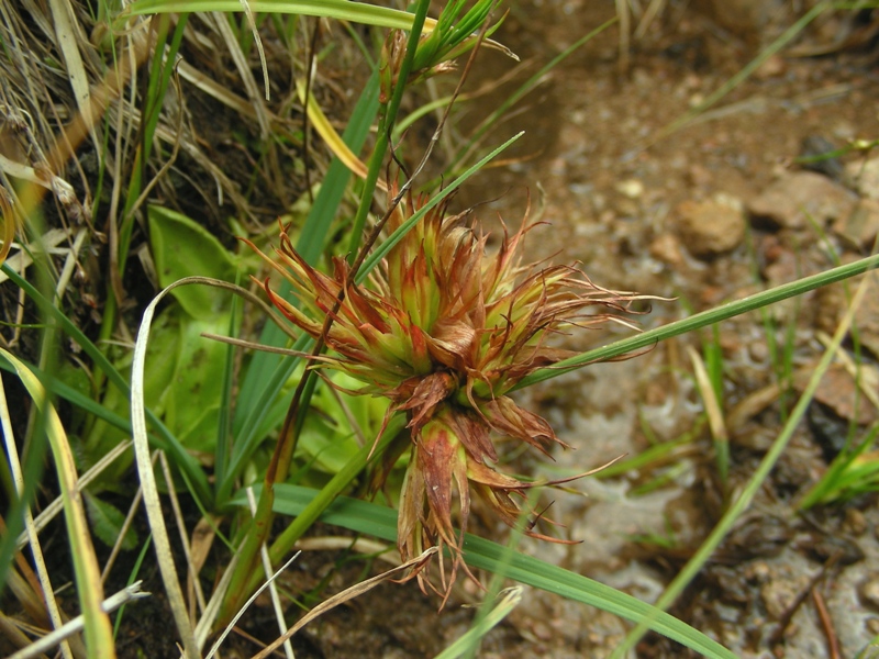 Fasciazione di Juncus articulatus