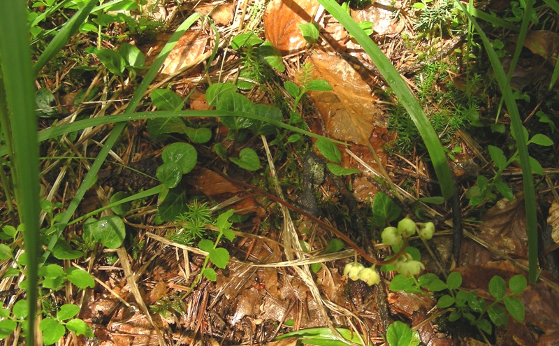 Pyrola chlorantha / Piroletta verdastra