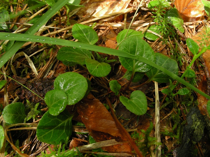 Pyrola chlorantha / Piroletta verdastra