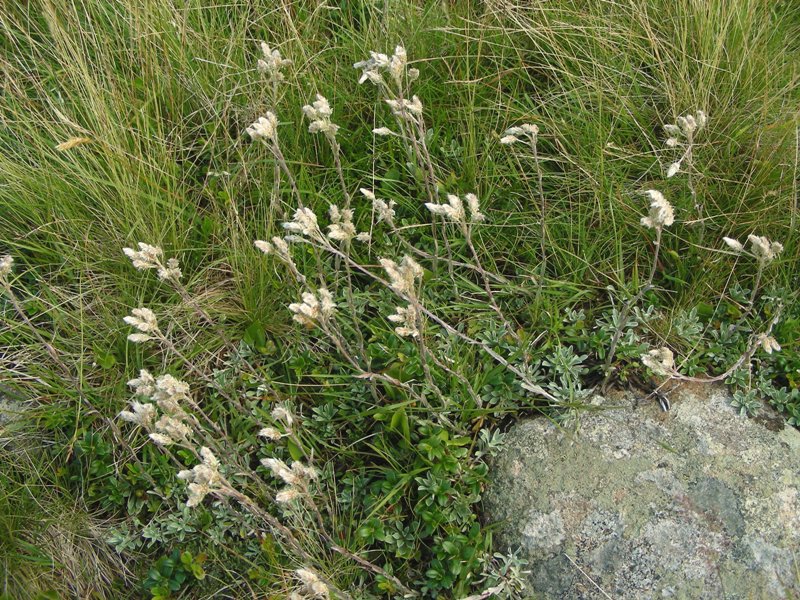 Pascolo alpino 2 - Antennaria dioica