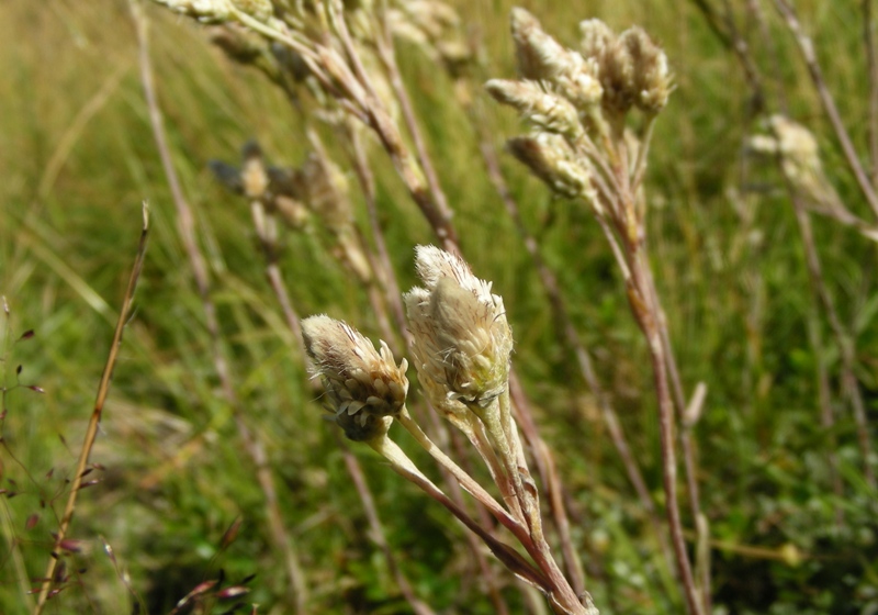 Pascolo alpino 2 - Antennaria dioica