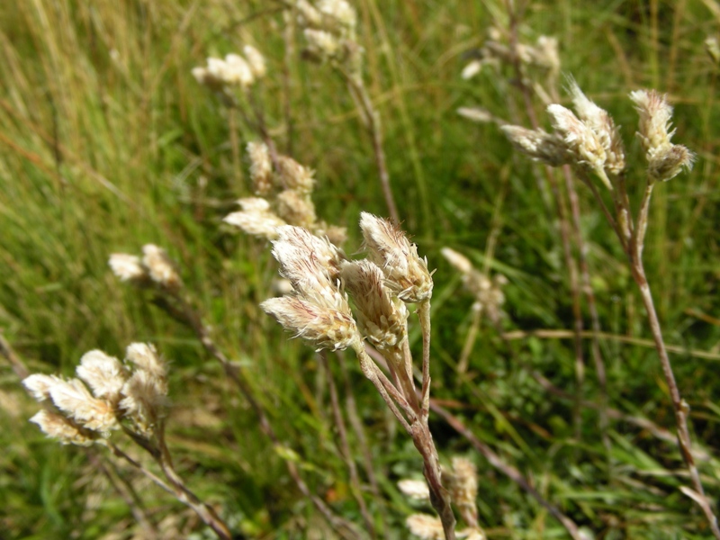 Pascolo alpino 2 - Antennaria dioica