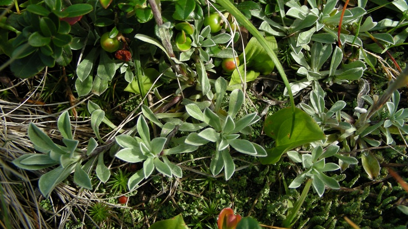 Pascolo alpino 2 - Antennaria dioica