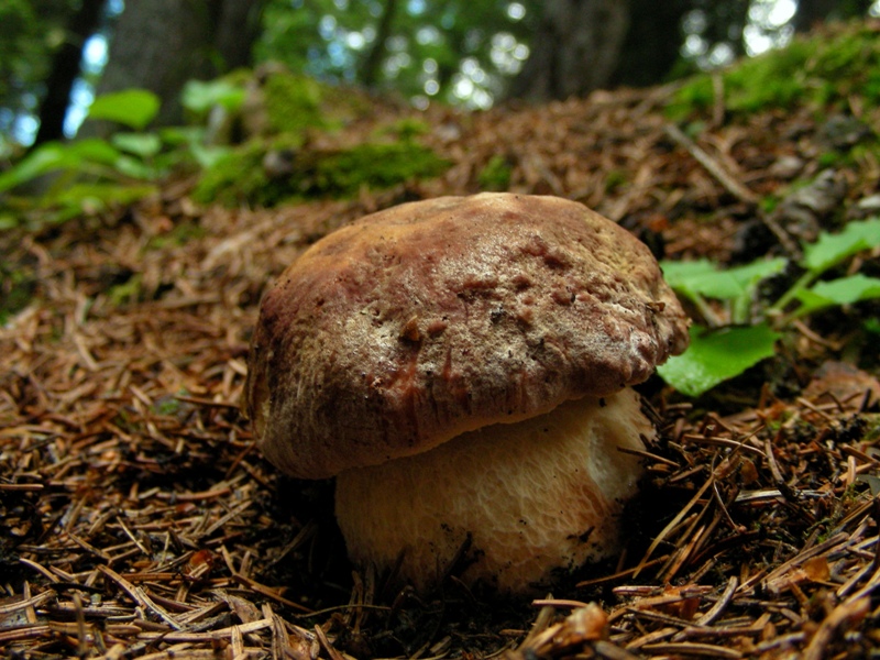 Abetaia di montagna