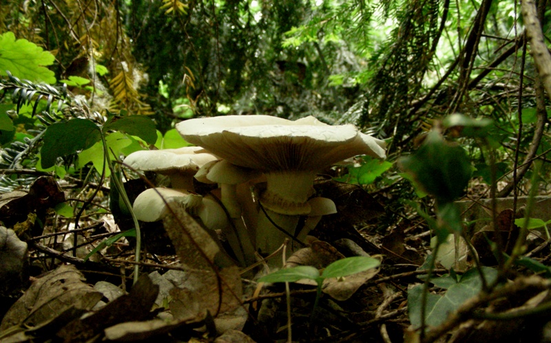 Super Polyporus!!!!!!!