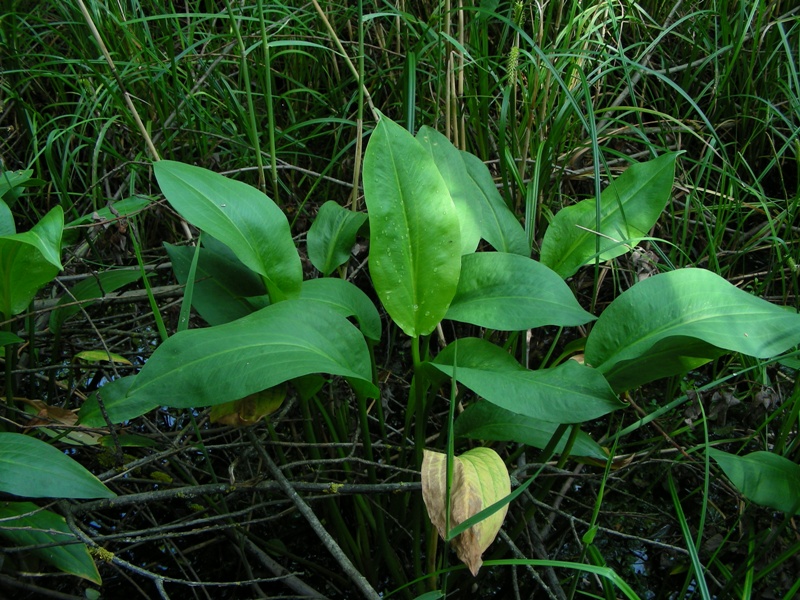 Alisma plantago-aquatica