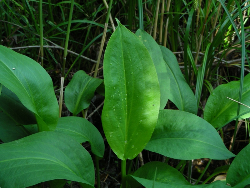 Alisma plantago-aquatica