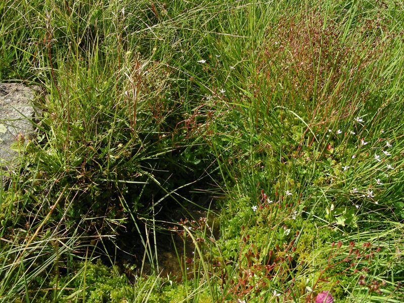 Pascolo alpino - Micranthes engleri (=Saxifraga stellaris)