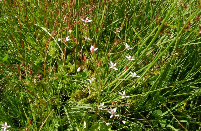 Pascolo alpino - Micranthes engleri (=Saxifraga stellaris)