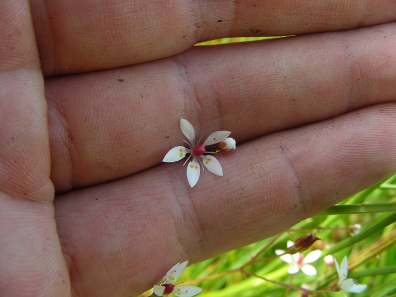 Pascolo alpino - Micranthes engleri (=Saxifraga stellaris)