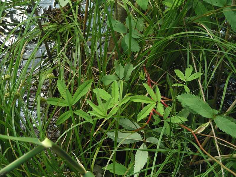 Potentilla palustris / Potentilla palustre