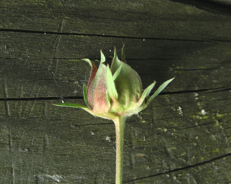 Potentilla palustris / Potentilla palustre