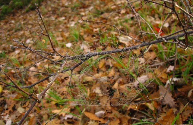 Escursione in querceto, finalmente i funghi!!!