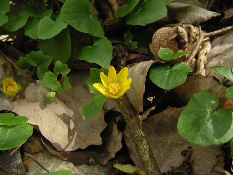 Ranunculus ficaria / Ranuncolo favagello