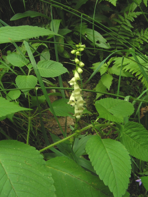 Dal Trentino - Digitalis lutea