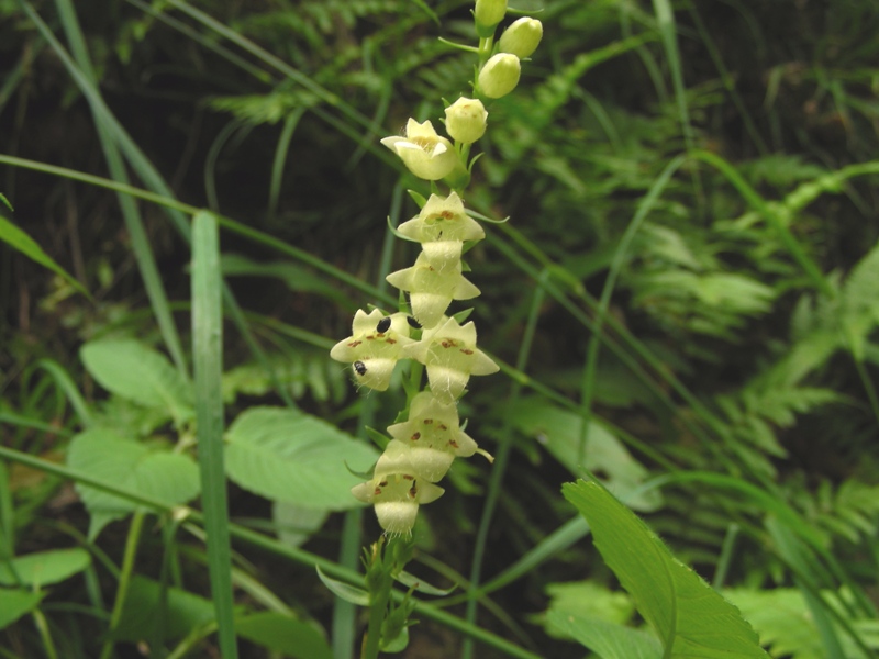 Dal Trentino - Digitalis lutea