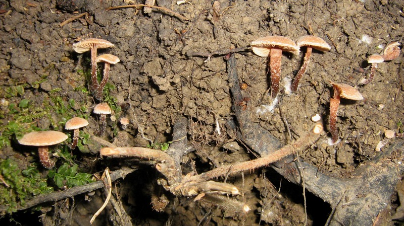 Il bosco inizia il risveglio: il castagneto