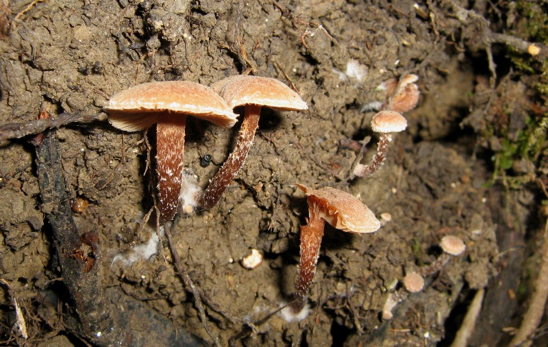 Il bosco inizia il risveglio: il castagneto