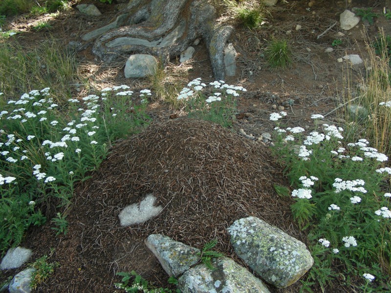 Achillea millefolium / Millefoglio comune