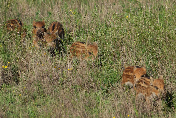 IL CINGHIALE