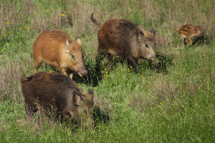 IL CINGHIALE