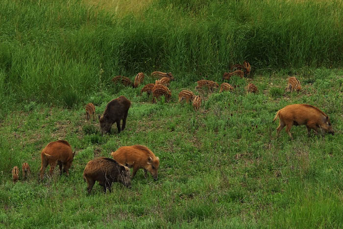 IL CINGHIALE