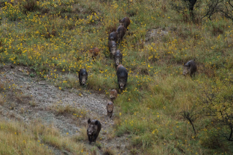 IL CINGHIALE