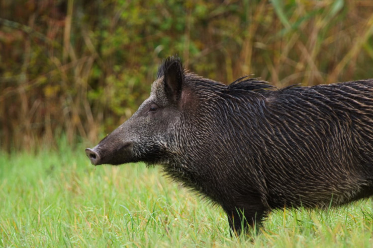 IL CINGHIALE