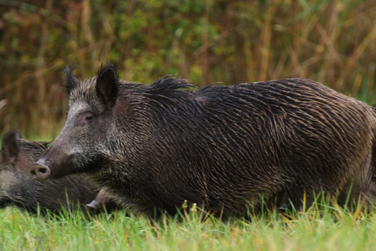 IL CINGHIALE