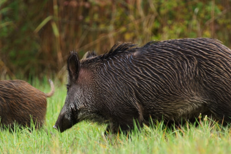 IL CINGHIALE