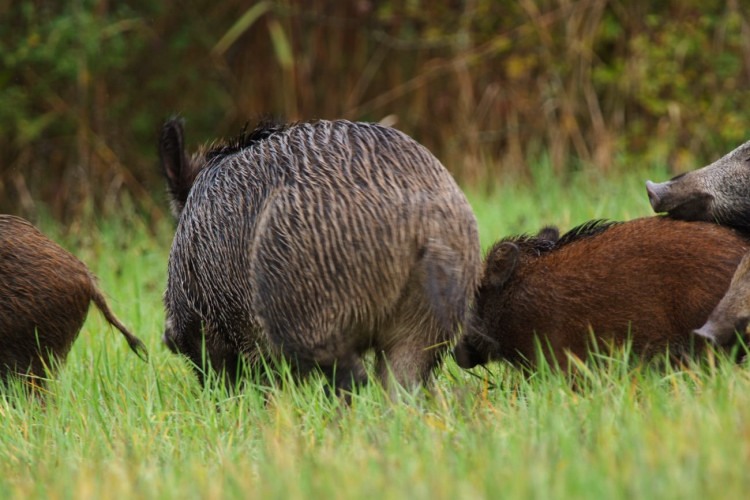 IL CINGHIALE