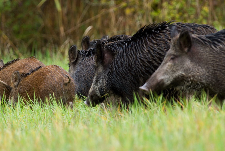 IL CINGHIALE