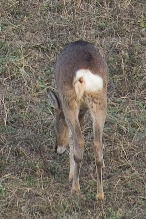 Capriolo...... sapete dirmi di cosa si tratta?