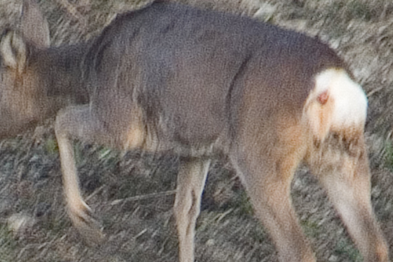 Capriolo...... sapete dirmi di cosa si tratta?