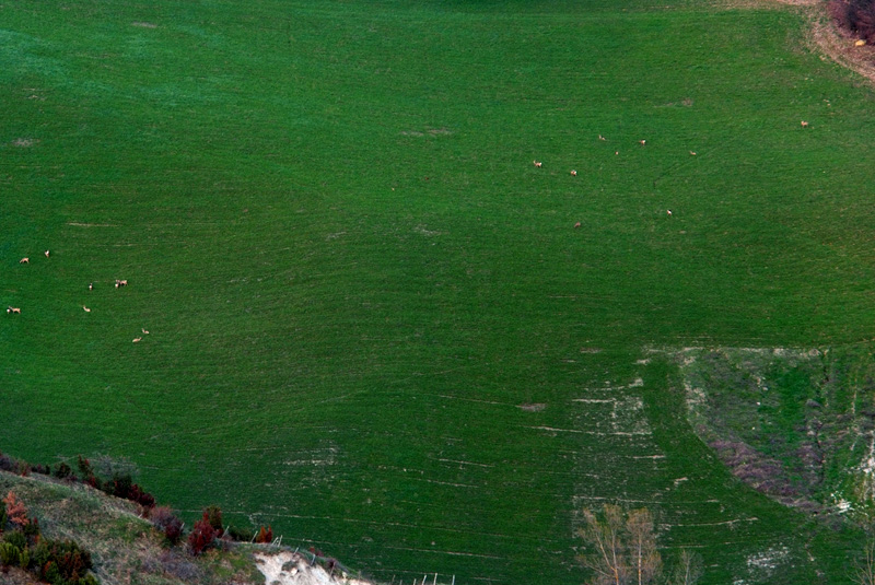 Richiesta di aiuto habitat capriolo