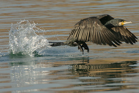 cormorano