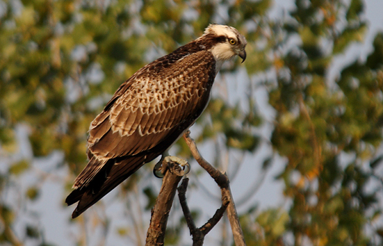 falco pescatore