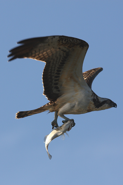 Falco pescatore