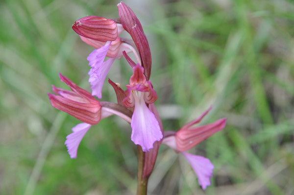 Orchis papilionacea in Romagna