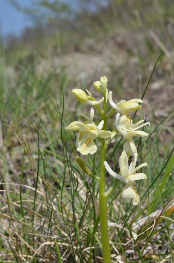 Orchis provincialis