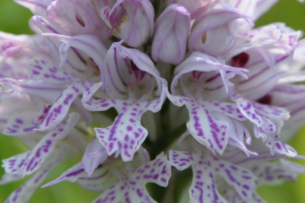 Orchis tridentata