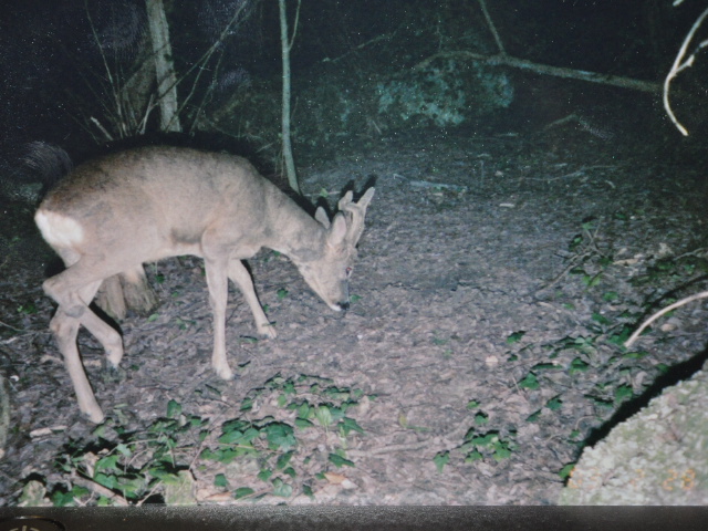 Il Capriolo