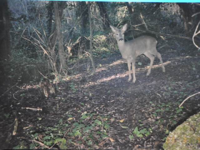 Il Capriolo