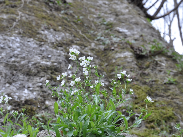 Arabis alpina