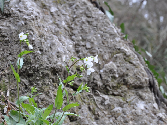 Arabis alpina