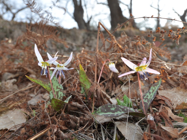 Erythronium dens-canis